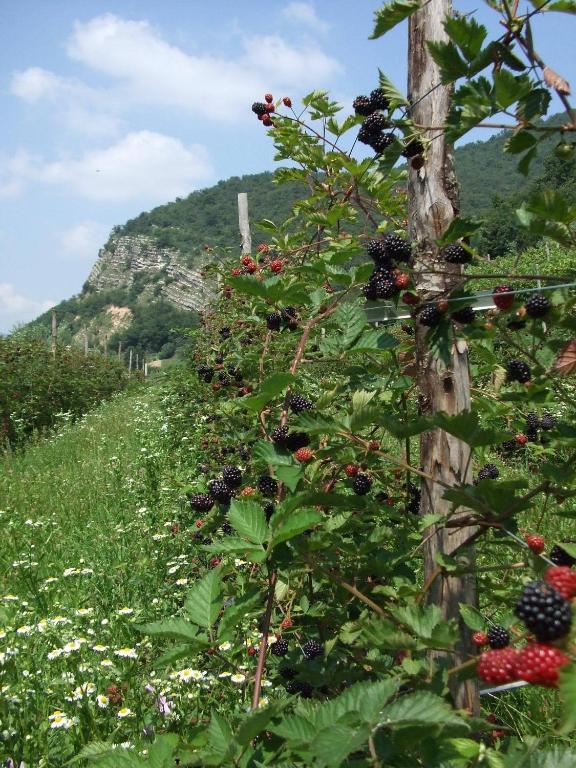 Agriturismo Cascina Rossano Провалио д'Исео Екстериор снимка